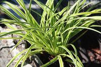 <p>Die Silberrand Japan-Segge ‘Icedance’ ist eine kleinwüchsige, bezaubernde Schönheit, die sich als Solitärpflanze in einem Gefäss ebenso wie als…</p>