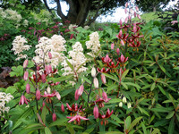 <p>Lilien bilden in der Gartenkultur ein eigenes Universum. Sie werden seit tausenden von Jahren kultiviert und in der Mythologie werden ihnen viele…</p>