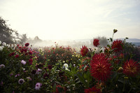 <p>Noch bis zum Frosteintritt (Mitte/Ende Oktober) erwartet die Besucherinnen nd Besucher in Lindau ein blühendes Paradies mit rund 7000 Dahlien.</p>
