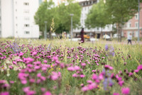 <p>Basel erhielt letztes Jahr erstmals das Gold-Label von Grünstadt Schweiz für sein nachhaltiges Grünflächenmanagement. Anfang Juli stellte der…</p>