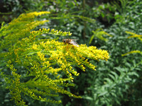 <p>Bis Ende dieses Jahres werden züchterisch veränderte Solidago-Schnittsorten</p><p> toleriert. Ab 2012 dürfen nur noch erwiesenermassen sterile Sorten…</p>