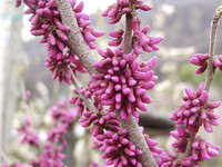 <p>Seidelbast und Judasbaum sind beliebte Blütensträucher bzw. -bäume unserer Gärten. Obwohl sie unterschiedlichen Pflanzenfamilien angehören, haben sie…</p>