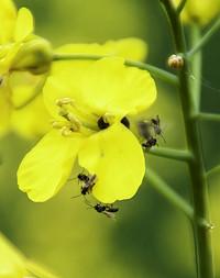 <p>Eine internationale Studie zur Biodiversität zeigt, dass die Pflanzenvielfalt in Ackerlandschaften die natürliche Schädlingskontrolle stärkt,…</p>