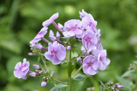 <p>Phlox ist etwas Altmodisches und gehört in Grossmutters Garten. Sowieso ist diese Blütenstaude anfällig auf Mehltau und hat auch noch andere…</p>