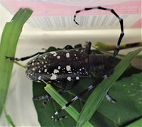 <p>Im September 2015 wurde in der Gemeinde Berikon ein von Asiatischen Laubholzbockkäfern befallener Baum entdeckt.&nbsp;Dank umfangreichen und aufwändigen…</p>