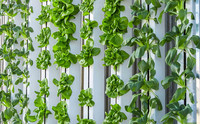 <p>Fenaco Landesprodukte und das ETH Spin-Off Yasai realisieren gemeinsam eine Pilotanlage für Vertical Farming in Zürich.</p>