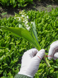 <p>Convallaria bieten eine spannende Kulturgeschichte. Die Wildpflanze hielt Einzug in die mittelalterlichen Klostergärten und wird bis heute vor allem…</p>