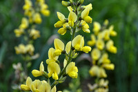 <p>Der Gattungsname Thermopsis, der so viel wie lupinenähnlich bedeutet, sagt bereits einiges über diese Staude. Aber eben nicht alles, denn sonst wäre…</p>