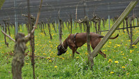 <p>Speziell trainierte Hunde sollen künftig helfen, Japankäferlarven aufzuspüren und somit den Schutz von Landwirtschaft, Forst und Gärten vor dem…</p>