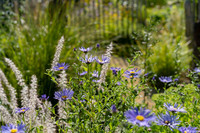 <p>Am bevorstehenden Wochenende des 26. und 27. August eröffnet sich im Rahmen der Veranstaltung «Offener Garten» die Möglichkeit, etwa 80 Gärten zu…</p>