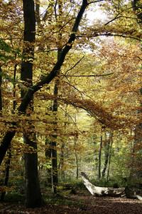 <p>Gemäss der Bevölkerungsumfrage Waldmonitoring soziokulturell (WaMos 2) bezeichnen 95 Prozent aller Befragten ihre relativ häufigen Waldbesuche als…</p>