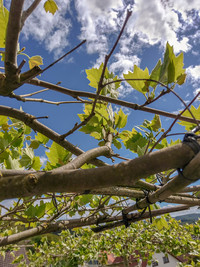 <p>Die Kontrolle von Stauden und Gehölzen bei der Lieferung liegt in der Verantwortung derjenigen Person, die die Ware entgegen- nimmt und den…</p>