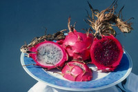 <p>Die diesjährige BOTANICA steht ganz im Zeichen der «Nahrungspflanzen» und präsentiert Pflanzenarten aus verschiedenen Klimazonen der Welt. Dabei wird…</p>