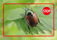 <p>Nach der Entdeckung des für viele Pflanzenarten gefährlichen Japankäfers in Kloten ZH Ende Juli hat nun auch der Kanton Wallis Exemplare des…</p>