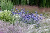 <p>Petra Pelz gestaltet seit 30 Jahren für Gartenschauen und Privatgärten. Mit ihrer Begeisterung für gelungene Kombinationen und neue Pflanzenarten…</p>