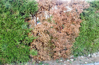 <p>Was vor zehn Jahren in der Nordwestschweiz begann, betrifft heute die ganze Schweiz, vom Tessin bis Basel und vom Genfersee bis zum Bodensee: Braune…</p>