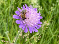 <p>Die neue Sonderausstellung in der Umwelt Arena Schweiz in Spreitenbach thematisiert die Bedeutung von Bienen für die Natur. </p>