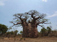 <p>Der mächtigste Affenbrotbaum Madagaskars steht vor dem Ende. Der rund 900 Jahre alte Tsitakakantsa ist von Pilzen und Bakterien befallen und…</p>
