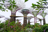 <p>Der neue Botanische Garten in Singapur, «Gardens by the Bay» ist ein Projekt der Superlative. Eine grosse Pflanzenvielfalt ist zu bewundern – doch die…</p>