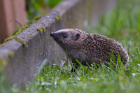 Weniger Igel in der Stadt <p>Durchgrünte Wohnquartiere sind wichtige Refugien für Igel. Ihr Lebensraum ist jedoch auch im Siedlungsraum bedroht. Dies zeigt eine neue Studie aus…</p>