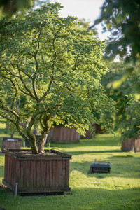 <p>Was macht einen edlen Baum aus? &nbsp;Seine Blüte, seine Form, der Blattschmuck vielleicht? Betrachten wir mit dieser Frage im Kopf ‘Jacqueline Hillier’,…</p>