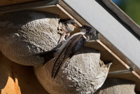 <p>In den nächsten Wochen und Monaten überprüfen und inventarisieren Vogelbeobachter in Winterthur die Nistplätze von Gebäudebrütern. </p>