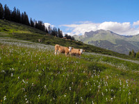 <p>«Die Qualität der Schweizer Moore geht trotz Verfassungsschutz insgesamt weiterhin zurück», heisst es in einer Medienmitteilung der&nbsp;Eidg.…</p>