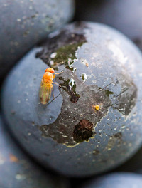 <p>Im Jahr 2014 haben die Populationen der Kirschessigfliege Drosophila suzukii dramatisch zugenommen. Agroscope hat in Zusammenarbeit mit den…</p>