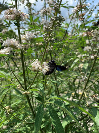 <p>Aus dem Mittelmeerraum sind uns schon viele Pflanzenschätze zugekommen und nicht der geringste ist der Mönchspfeffer (Vitex agnus-castus). Der vormals…</p>