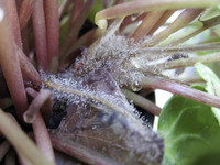 <p>Ein Befall mit Botrytis sp. gehört in der dunklen Jahreszeit zu den Hauptrisiken in Cyclamenbeständen. Zur Erhaltung der Qualität und…</p>