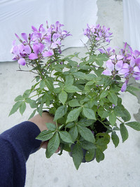 <p>Im Züchtungsgeschäft bläst ein rauer Wind. Bringt ein Unternehmen eine Sorte mit echtem Neuheitenwert und Erfolgspotenzial auf den Markt, so ziehen…</p>