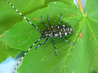 <p>In acht europäischen Ländern wurde der für viele Laubbäume gefährliche Asiatische Laubholzbockkäfer bisher nachgewiesen. Erstmals in Europa gelang es…</p>