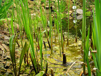 <p>Werden Teichbesitzer auf Probleme angesprochen, steht an erster Stelle die übermässige Entwicklung von Algen. Inzwischen gibt es wirksame und…</p>