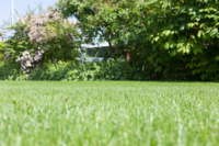 <p>JardinSuisse hat ein neues Merkblatt zum Thema Rasen veröffentlicht.</p>