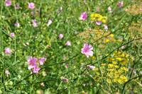 <p>Der Deutsche Name weist auf die hanfähnliche Blattform hin, aber auch auf die Verwendung von Althaea cannabina als Faserpflanze, ähnlich wie beim…</p>