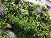 <p>Fassadenbegrünungen kühlen heisse Innenstädte, verbessern die Luftqualität und isolieren nebenbei die Gebäude. Wie dabei ein möglichst grosser…</p>