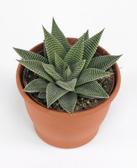 <p>Am 15. Januar 2015 fand in Rijswijk (NL) die feierliche Überreichung Gläserne Tulpe 2015 statt. Diese Auszeichnung verleiht FloraHolland jährlich für…</p>