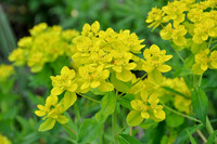 <p>Es gibt noch immer wenige heimische Staudenarten, welche im Grundsortiment der Gärtnereien zu finden sind. Einen Stammplatz hätte eigentlich die…</p>