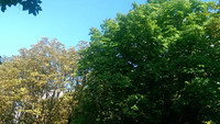 TreeCare gegen Miniermotten auf Rosskastanien <p>TreeCare ist ein neues Servicepaket von Maag Profi gegen invasive Schädlinge auf Bäumen im Siedlungsraum. Seit der Erstzulassung des…</p>