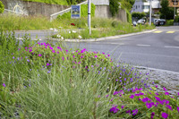 <p>Staudenmischpflanzungen auf Verkehrskreiseln einzusetzen, ist im deutschsprachigen Raum im Trend. Aber welche ist die richtige? Gibt es Rezepte? Gibt…</p>