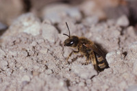 <p>Auf der aktuellen Roten Liste stehen 45 % der heimischen Bienenarten. Die artenreiche Insektengruppe ist jedoch ein unverzicht-barer Bestäuber von…</p>