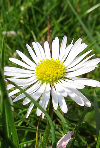 <p>Die Erkenntnisse aus Evolutionstheorie und Genomforschung haben in der Vergangenheit das System der Namensgebung von Organismen auf den Kopf gestellt.…</p>