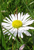 Das Gänseblümchen war vor