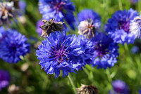 <p>Mit grazilem Wuchs und zartem Blau die Wilden, mit üppiger Blüte und Farbenvielfalt die Gartenformen – mit diesen Talenten gewinnen Kornblumen das…</p>