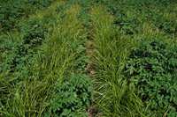 <p>Das Erdmandelgras (Cyperus esculentus) breitet sich seit einigen Jahren in der Schweiz aus und bedrängt einheimische Nutzpflanzen. Es gilt als…</p>