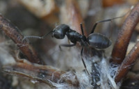 <p>Im Winterthurer Stadtkreis Seen wurde ein örtlich begrenztes Vorkommen der fremdländischen Ameisengattung Tapinoma nigerrimum festgestellt. Die…</p>