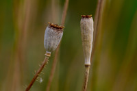 Papaver – Berauschende Kapseln <p>Aus den meisten Feldern ist er schon lange verschwunden, der rote Klatschmohn (Papaver rhoeas), der einst im Frühsommer die reifenden…</p>