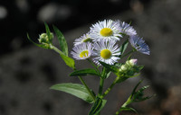 <p>Aktuell breitet sich das Einjährige Berufkraut (Erigeron annuus) stark aus. Zur Bekämpfung dieses&nbsp;invasiven Neophyten&nbsp;konzipierte die Biodiversia GmbH…</p>