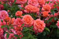 <p>Im Rahmen der bekannten Allgemeinen Deutschen Rosenneuheitenprüfung (ADR) wurden 36 Sortenneuheiten verschiedener Züchtungsfirmen in den letzten drei…</p>