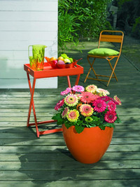 <p>Syngentas neueste Farbeinführung unter den Topfgerbera wurde von der Fleuroselect ausgezeichnet.</p>